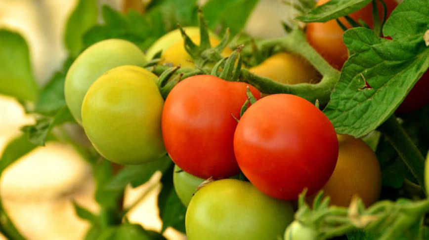 Visual of Making Tomatoes Tasty Again