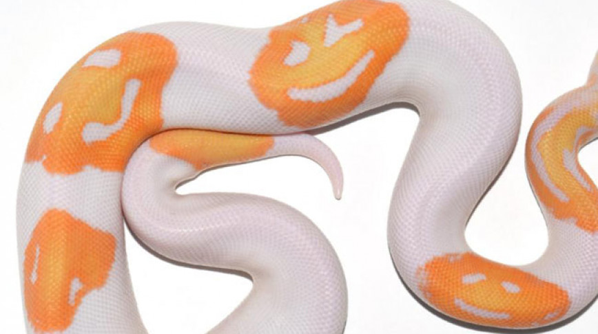Visual of Meet the Emoji Snake
