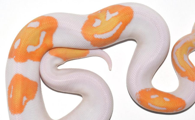 Visual of Meet the Emoji Snake