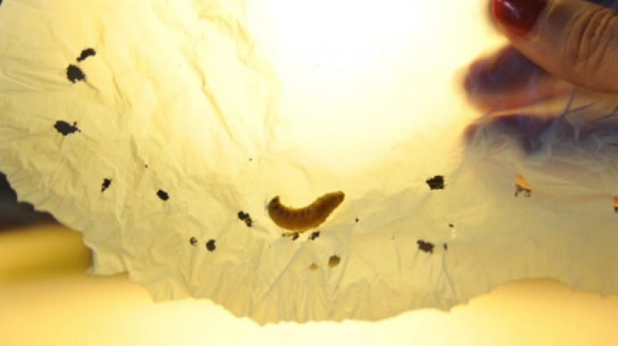 Visual of Plastic-Eating Worm Can Help Ease Pollution