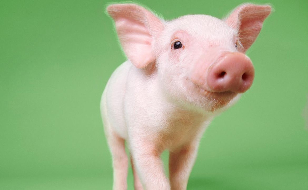 Visual of Chinese farmers are using AI to help rear the world’s biggest pig population