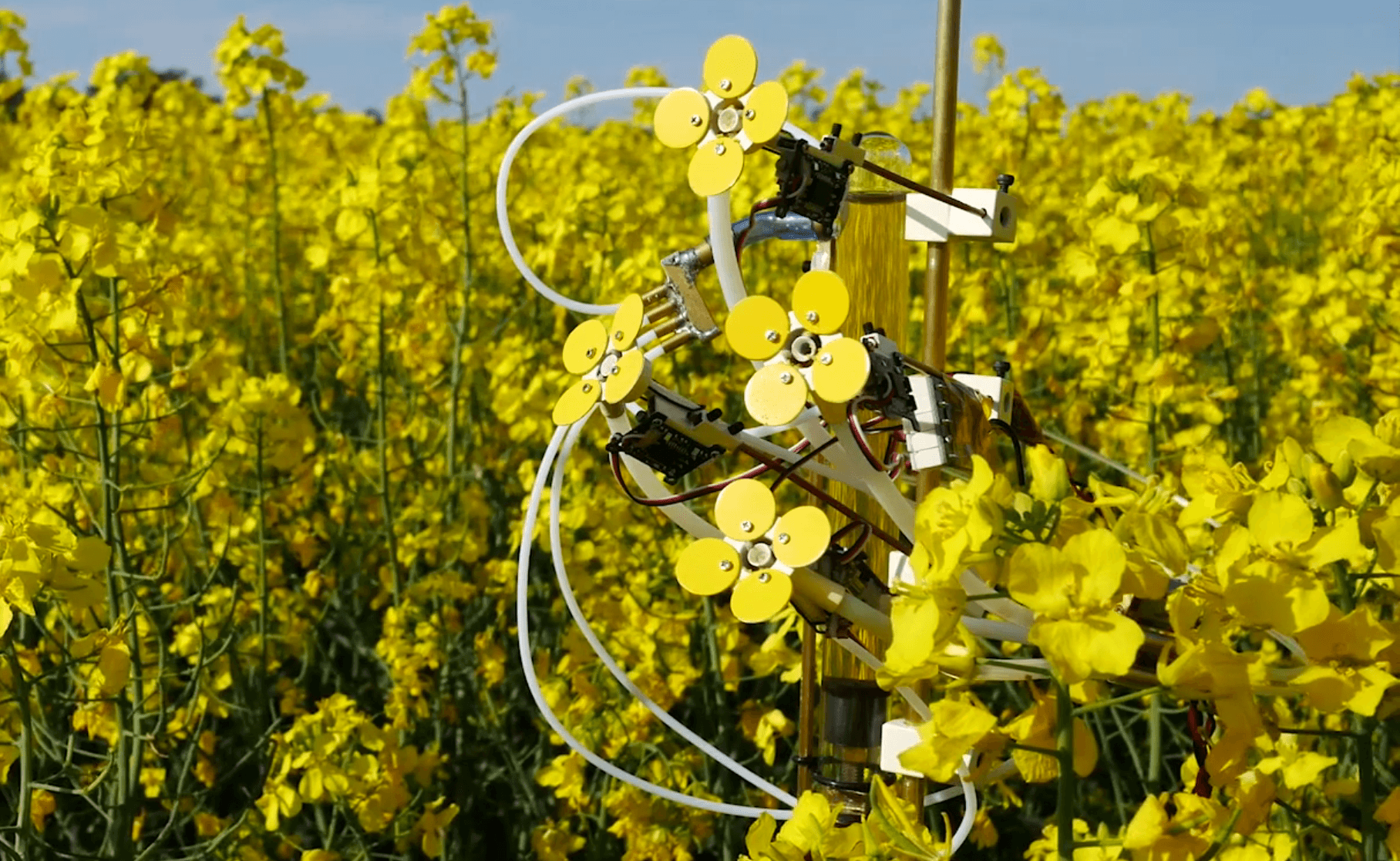 Visual of These robotic flowers are attracting bees