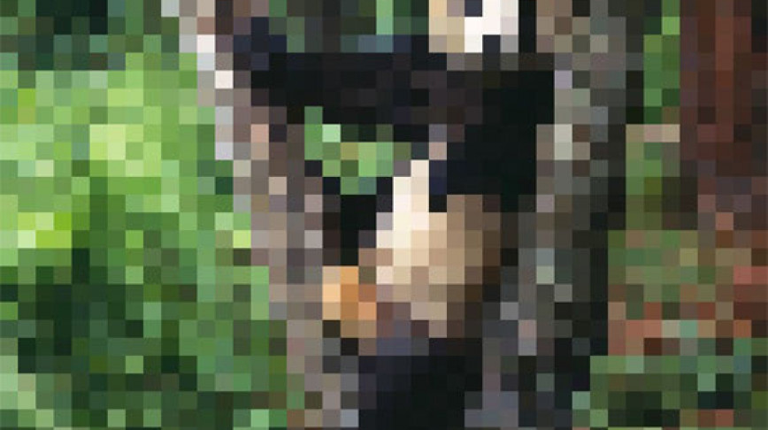 Visual of Endangered animal species, in pixels