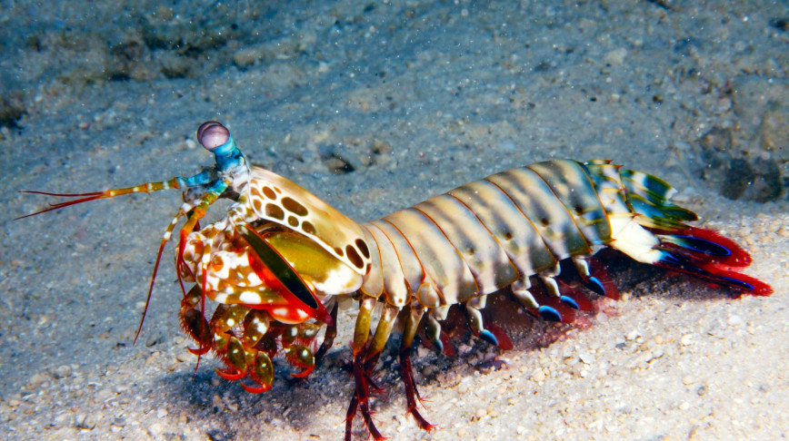 Visual of How a mantis shrimp can one day help build self-growing roads