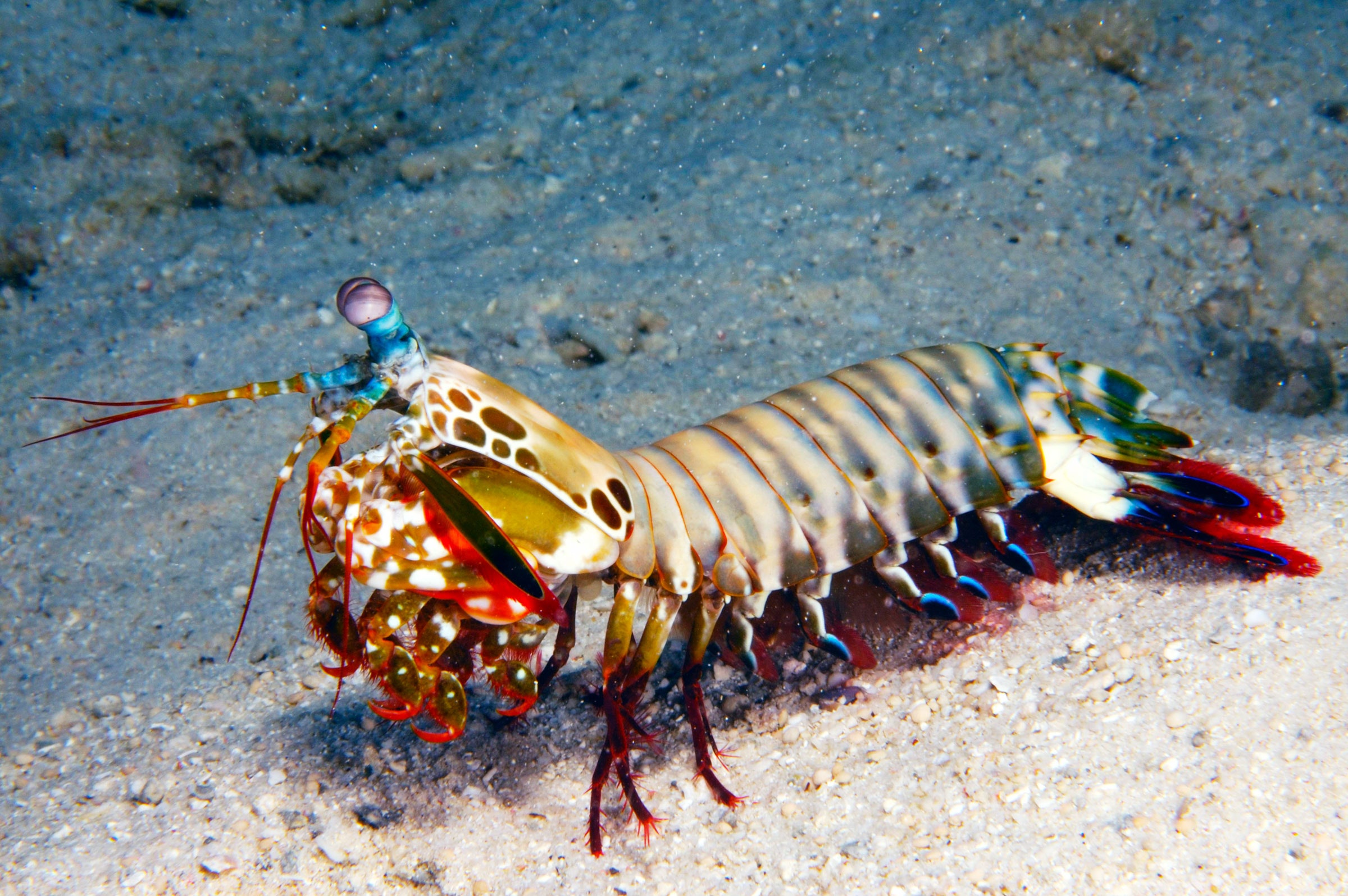 Visual of How a mantis shrimp can one day help build self-growing roads