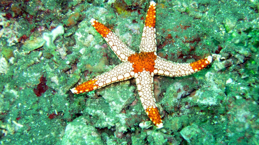 Visual of How a starfish inspires robotic design