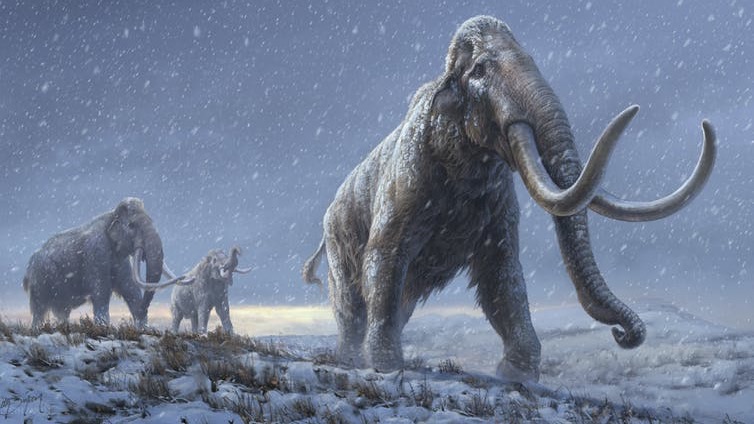 Visual of We sequenced DNA from a million-year old mammoths