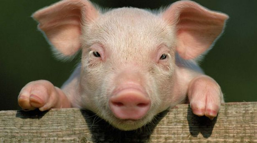 Visual of Organs from genetically engineered pigs may help shorten the transplant wait list