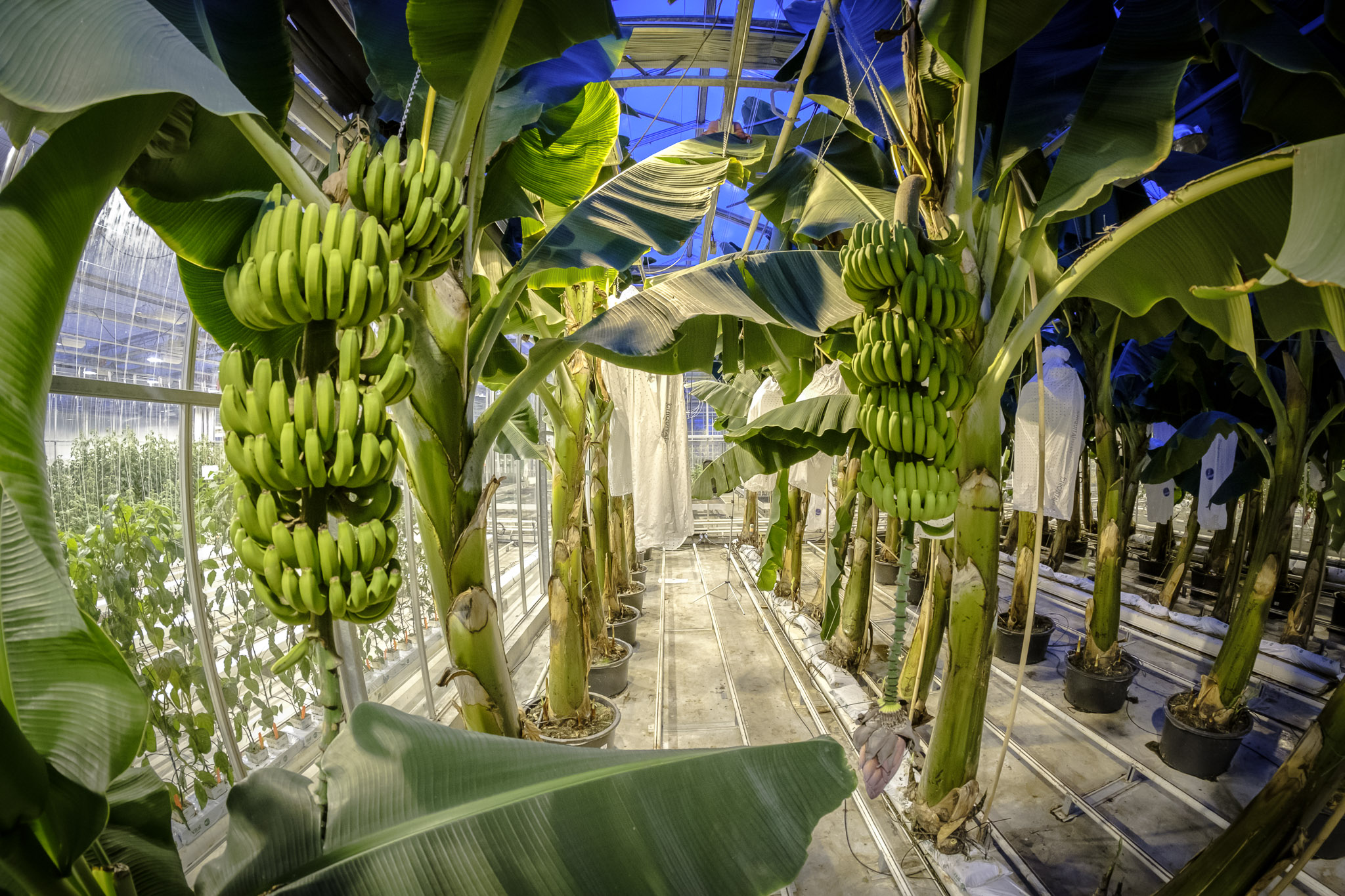 Visual of A Dutch startup is saving the banana from extinction