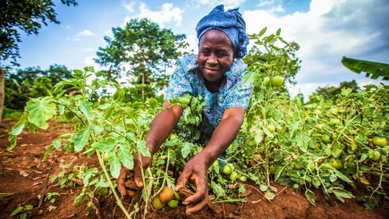 Visual of How WhatsApp voice memos help Senegal's farmers