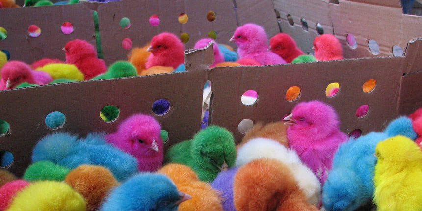 Dyed chicks are the ultimate in disposable life: who wants them after they've turned into a regular chicken?