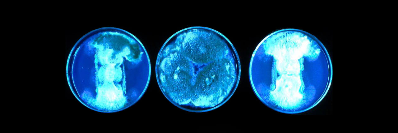 Bioluminescent bacteria light up these petri dishes